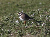 Charadrius hiaticula 29, Bontbekplevier, Saxifraga-Peter Meininger