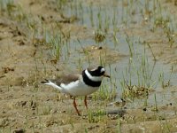 Charadrius hiaticula 3, Bontbekplevier, Saxifraga-Marijke Verhagen