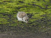 Charadrius hiaticula 30, Bontbekplevier, Saxifraga-Henk Baptist