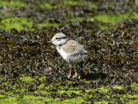 Charadrius hiaticula 34, Bontbekplevier, Saxifraga-Henk Baptist