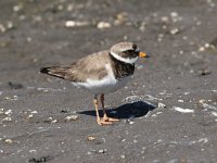 Charadrius hiaticula 35, Bontbekplevier, Saxifraga-Henk Baptist