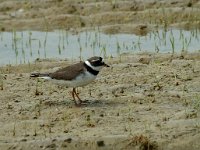 Charadrius hiaticula 5, Bontbekplevier, Saxifraga-Marijke Verhagen