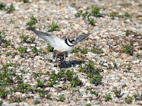 Charadrius hiaticula 7, Bontbekplevier, Saxifraga-Piet Munsterman