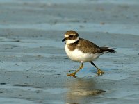 Charadrius hiaticula 8, Bontbekplevier, juvenile, Saxifraga-Piet Munsterman