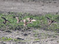 Charadrius morinellus 10, Morinelplevier, Saxifraga-Peter Meininger