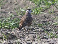 Charadrius morinellus 11, Morinelplevier, Saxifraga-Peter Meininger