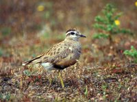 Charadrius morinellus 2, Morinelplevier, Saxifraga-Peter Meininger