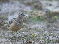 Charadrius morinellus 4, Morinelplevier, Saxifraga-Piet Munsterman