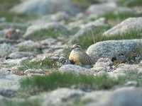 Charadrius morinellus 5, Morinelplevier, Saxifraga-Edo van Uchelen