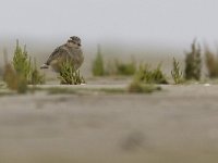 Charadrius morinellus 7, Morinelplevier, Saxifraga-Mark Zekhuis