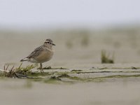 Charadrius morinellus 8, Morinelplevier, Saxifraga-Mark Zekhuis