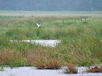 Chlidonias hybridus, Whiskered Tern