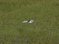 Chlidonias leucopterus 11, Witvleugelstern, Saxifraga-Bas Klaver