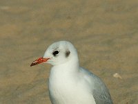 Chroicocephalus  ridibundus 11, Kokmeeuw, Saxifraga-Jan van der Straaten