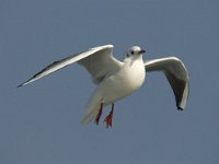 Chroicocephalus  ridibundus 2, Kokmeeuw, winter plumage, adult, Saxifraga-Jan van der Straaten