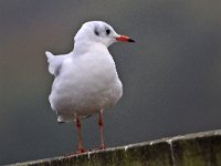 Kokmeeuw #45743 : Larus ridibundus, Black-headed Gull, Kokmeeuw, Adult, winterkleed