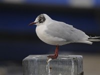 Chroicocephalus  ridibundus 24, Kokmeeuw, Saxifraga-Ab H Baas