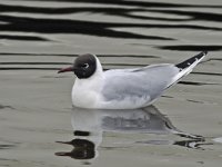 Chroicocephalus  ridibundus 26, Kokmeeuw, Saxifraga-Ab H Baas