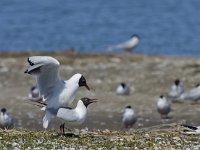 Chroicocephalus  ridibundus 37, Kokmeeuw, Saxifraga-Rik Kruit