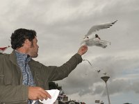 Chroicocephalus  ridibundus 39, Kokmeeuw, Saxifraga-Rob Felix : Animalia, Aves, Chordata, Hein van Kleef, Personen, animal, bird, dier, dieren, gewervelde dieren, mensen, people, vertebraat, vertebrate, vogel, vogels