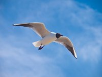 Chroicocephalus  ridibundus 48, Kokmeeuw, Saxifraga-Rudmer Zwerver  Een kokmeeuw zweeft op de wind tegen een blauwe lucht : meeuw, vogel, Larus ridibundus, Larus, kokmeeuw, lucht, blauwe, heldere, wolk, wolken, lente, voorjaar, wilde, dier, dieren, wild, natuur, veerboot, veerdienst, boot, terschelling, harlingen, vlieland, vakantie, wad, wadden, waddeneilanden, waddenzee