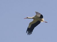 Ooievaar, White stork  Ooievaar, White stork : Alde Feanen, Friesland, Frysland, Natura 2000, Nederland, Ooievaar, Oude Venen, White Stork, banded, beschermd natuurgebied, bird, black, born to travel, ciconia ciconia, geringd, lente, red, rood, spring, the Netherlands, vogel, voorjaar, white, wit, zwart