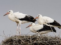 Ooievaars op nest, Nesting Storks  Ooievaars op nest, Nesting Storks : Bukk gebergte, Bukk mountains, Hongarije, Ooievaar, White Stork, bird, black, chicks, ciconia ciconia, contrast, drie, jonge vogels, nest, nesting, red, rood, three, vogel, white, wit, zwart