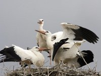 Ooievaars op nest, Nesting Storks  Ooievaars op nest, Nesting Storks : Bukk gebergte, Bukk mountains, Hongarije, Ooievaar, White Stork, bird, black, chicks, ciconia ciconia, contrast, four, jonge vogels, nest, nesting, red, rood, vier, vogel, white, wit, zwart