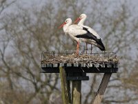 Ooievaar #46652 : Ooievaar, Ciconia ciconia, White Stork