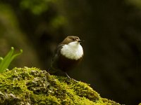 Waterspreeuw  Waterspreeuw - Cinclus cinclus