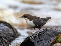 Cinclus cinclus 23, Waterspreeuw, Saxifraga-Jelmer Reyntjes : Cinclus cinclus cinclus, Landgoed Mensinge, beek, lieversche diep, vistrap, waterspreeuw, zwartbuik, zwartbuikwaterspreeuw