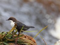 Cinclus cinclus 24, Waterspreeuw, Saxifraga-Jelmer Reyntjes : Cinclus cinclus cinclus, Landgoed Mensinge, beek, lieversche diep, vistrap, waterspreeuw, zwartbuik, zwartbuikwaterspreeuw