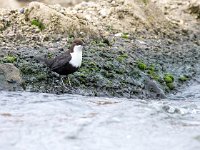 Cinclus cinclus 56, Waterspreeuw, Saxifraga-Bart Vastenhouw