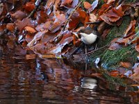 Cinclus cinclus 66, Waterspreeuw, Saxifraga-Hans Dekker