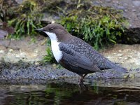 Cinclus cinclus 9, Waterspreeuw, Saxifraga-Bart Vastenhouw