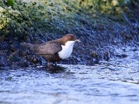 Cinclus cinclus cinclus 18, Zwartbuikwaterspreeuw, Saxifraga-Bart Vastenhouw