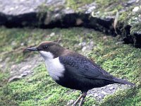 Cinclus cinclus ssp cinclus 3, Waterspreeuw, Saxifraga-Piet Munsterman