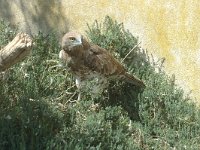 Circaetus gallicus 3, Slangenarend, Saxifraga-Jan van der Straaten