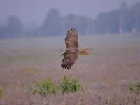 Circus aeruginosus 33, Bruine kiekendief, Saxifraga-Luuk Vermeer