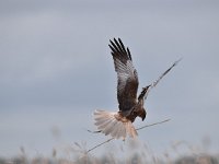 Circus aeruginosus 47, Bruine kiekendief, Saxifraga-Luuk Vermeer