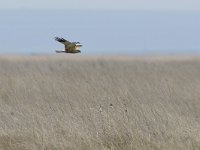 Circus aeruginosus 60, Bruine kiekendief, Saxifraga-Tom Heijnen