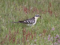 Clamator glandarius 3, Kuifkoekoek, Saxifraga-Peter Meininger