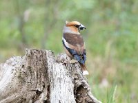 Coccothraustes coccothraustes 100, Appelvink, Saxifraga-Luuk Vermeer