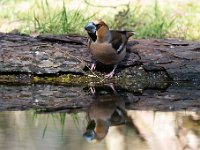 Coccothraustes coccothraustes 101, Appelvink, Saxifraga-Luuk Vermeer