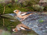 Coccothraustes coccothraustes 103, Appelvink, Saxifraga-Luuk Vermeer