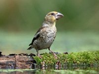 Coccothraustes coccothraustes 113, Appelvink, Saxifraga-Luuk Vermeer