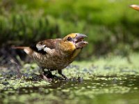 Coccothraustes coccothraustes 120, Appelvink, Saxifraga-Luuk Vermeer