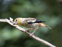 Coccothraustes coccothraustes 126, Appelvink, Saxifraga-Luuk Vermeer