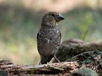 Coccothraustes coccothraustes 127, Appelvink, Saxifraga-Luuk Vermeer