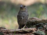 Coccothraustes coccothraustes 128, Appelvink, Saxifraga-Luuk Vermeer